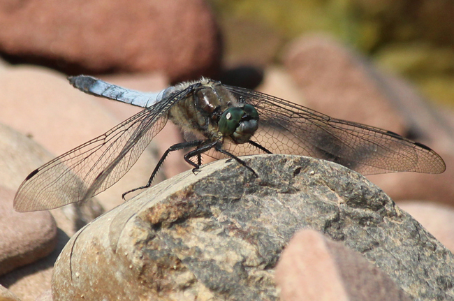 Orthetrum cancellatum ♂, D02 Bebra, Fuldaaue (gestaltete Kleingewässer), 08.07.13, A. Werner