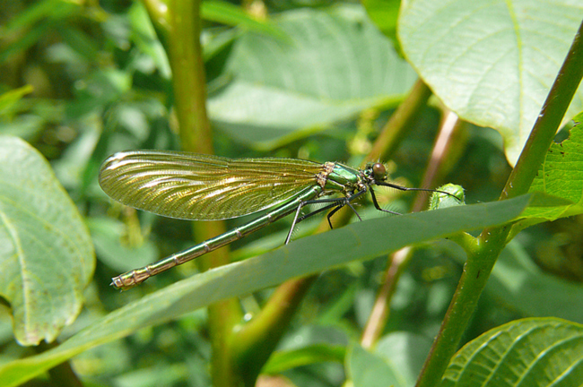 Calopteryx splendens ♀, B06.1 Rotenburg Kiesgruben Nr. 1-3, 17.05.09, G. Koska