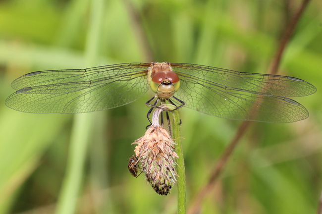 Sympetrum striolatum ♀ immat., D02 Bebra, Fuldaaue (gestaltete Kleingewässer), 20.07.12-3, A. Werner