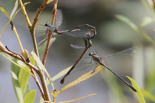 Lestes viridis, Paar bei der Eiablage und 1 ♂, D08 Breitenbach, Der Heilige Rain, 05.10.14, A. Werner