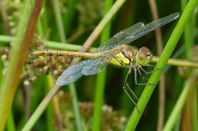 Sympetrum striolatum ♂ jung, J01 NSG Bruchwiesen bei Mengshausen, 06.07.2013, G. Koska