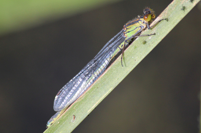 Erythromma najas ♀, D03 Bebra, Großer Kiessee, 20.09.12, A. Werner