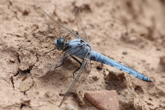 Orthetrum brunneum ♂, D02 Bebra, Fuldaaue (gestaltete Kleingewässer), 13.08.12-1, A. Werner