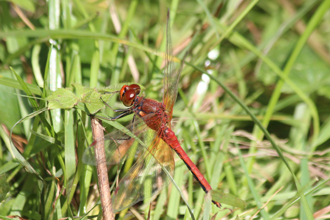 Sympetrum flaveolum ♂, D21 Lüdersdorf, Lehmbachtal (Fischteiche), 27.08.13-1, A. Werner