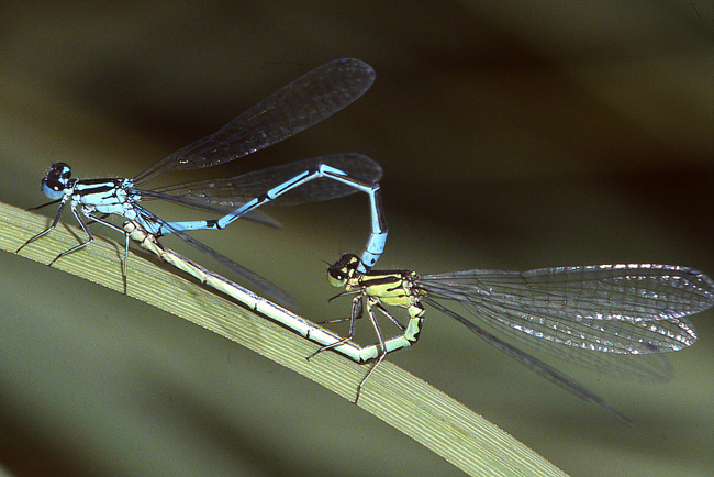 Coenagrion puella Paar ♀ grünlich, F04 Meckbach, (Balz Pitsch), 00.08.86, A. Werner