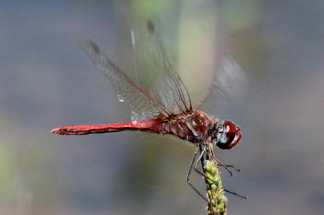 Sympetrum fonscolombii ♂, D02 Bebra, Fuldaaue (gestaltete Kleingewässer), 01.08.12, A. Werner