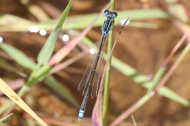 Ischnura pumilio, ♂, D02 Bebra, Fuldaaue, (Gestaltete Kleingewässer), 17.06.12, A. Werner