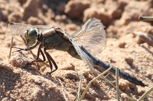 Orthetrum cancellatum ♂, D10 NSG Alte Fulda bei Blankenheim (Flutmulde), 16.08.13, A. Werner