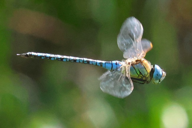 Aeshna affinis ♂, B08 Rotenburg, "Am Zellrichsgraben", 25.07.26-4, A. Werner