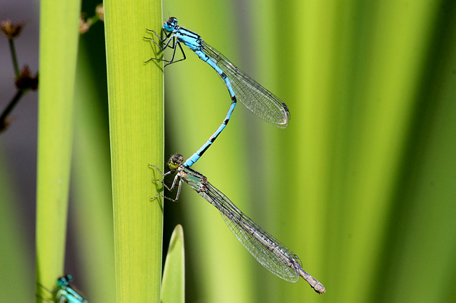 Enallagma cyathigerum Paar, ♀ ozeangrün, D02 Bebra, Fuldaaue (gestaltetes Kleingewässer), 10.08.12, A. Werner