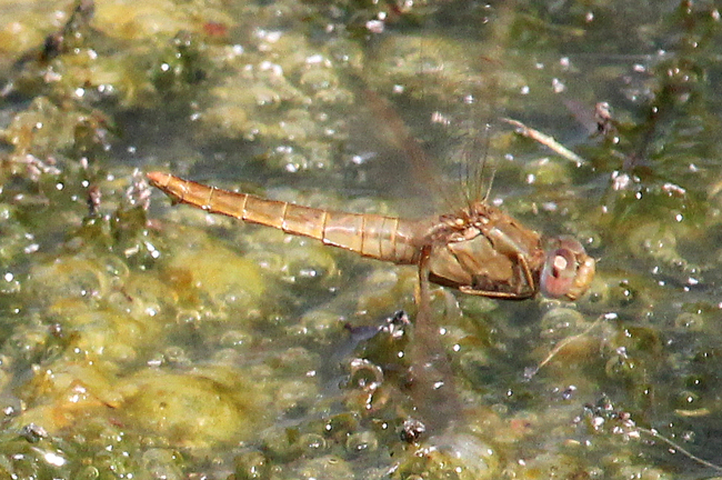 Crocothemis erythraea ♀, Eiablage, B05 Lispenhausen, Kiesgruben, 04.07.15-3 , A. Werner