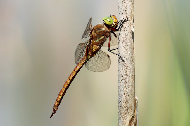 Aeshna isosceles, ♂, D04 Bebra, Auf dem Rasen, 28.05.18, 1 A. Werner