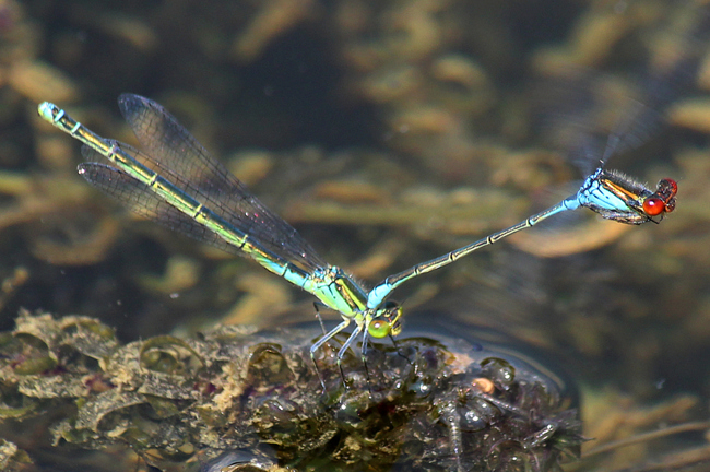 Erythromma viridulum, Paar, D03.1 Bebra, Kiesgruben Nr. 1 (ehemaliger Kiesabbau), 23.07.13, A. Werner