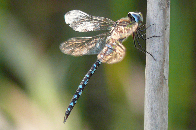 Aeshna mixta ♂, J05 Niederaula, Im Egen, 23.08.13, G. Koska