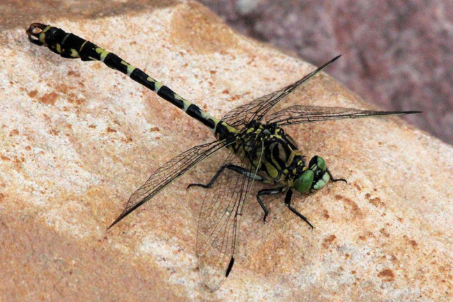 Onychogomphus forcipatus ♂, A08 Baumbach, Fulda (Seitengerinne), 13.07.10, H. Schreier