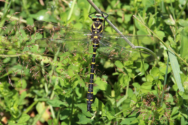 Cordulegaster boltonii ♂, D29 Lüdersdorf, Lüderbach, (FFH Gebiet), 26.07.15 2, A. Werner