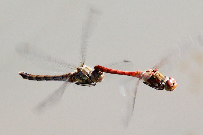 Sympetrum striolatum Paar, D02 Bebra, Fuldaaue (gestaltete Kleingewässer), 16.09.12, A. Werner