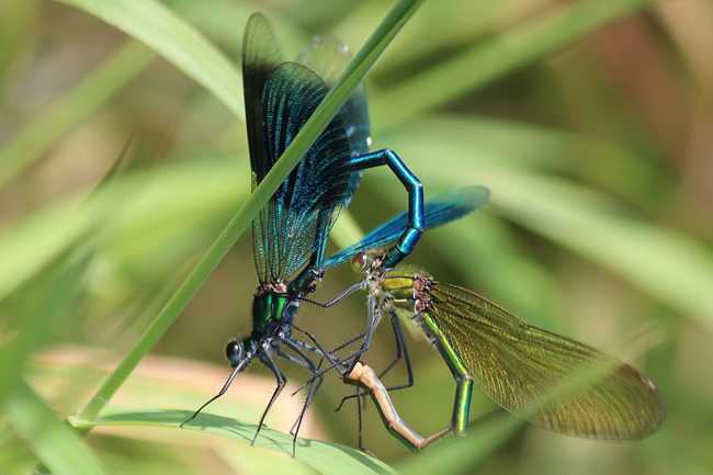 Calopteryx splendens Paar, F17 Mecklar, Fulda, 06.07.13, A. Werner