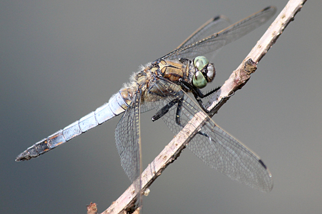 Orthetrum cancellatum ♂, D03.1 Bebra, Kiesgruben Nr. 1 (ehemaliger Kiesabbau), 09.07.13, A. Werner