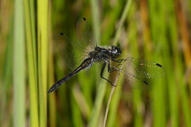 Sympetrum danae ♂, H01 Friedewald, Steinbruchgewässer, 29.08.14, G. Koska