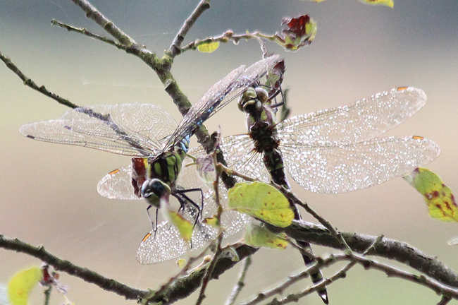 Aeshna cyanea, Paar mit Trennungsprobleme, F03 Beenhausen, Teiche (Forsthaus Heyerode), 24.09.13, A. Werner