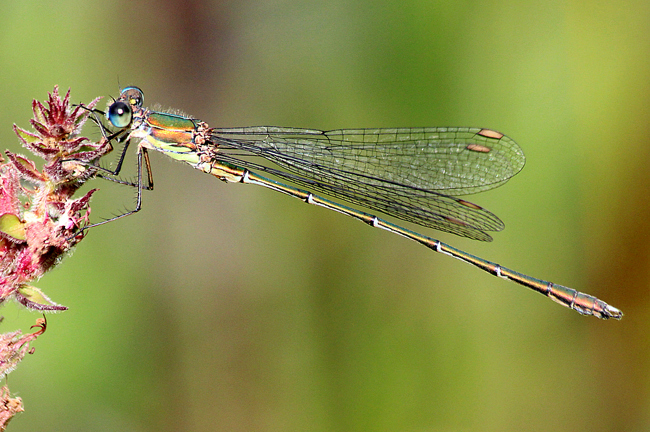 Lestes viridis ♂, D03.1 Bebra, Kiesgruben Nr. 1, 13.09.13, A. Werner