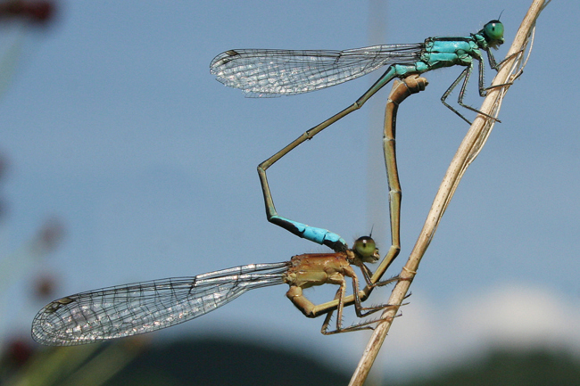 Ischnura elegans Paar, ♀ braun, B15 Rotenburg, Fuldaaue (Flutmulde), 14.08.08, A. Werner