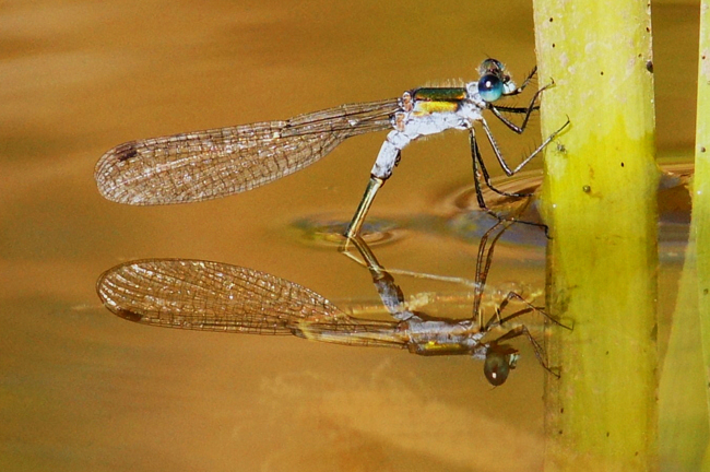 Lestes sponsa Paar Eiablage, H01 Friedewald (Steinbruch), 01.10.12, H. Eigenbrod