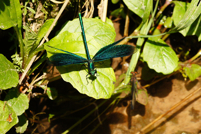 Calopteryx virgo Paar, I13 Bad Hersfeld, Hüttenbachtal, 26.05.12, H. Eigenbrod