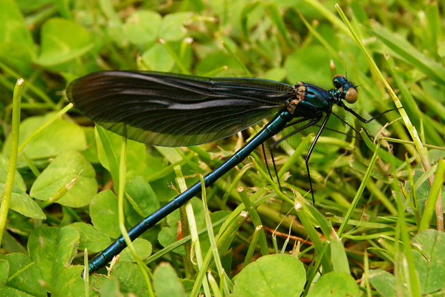 Calopteryx virgo ♂ jung, I05 Bad Hersfeld, Gartenteich. 06.05.14, H. Eigenbrod