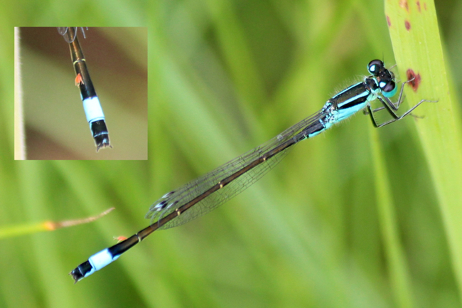 Ischnura elegans ♂ Milbenbefall, D14 NSG Unterm Siegel bei Bebra (Flachwasser), 16.06.14, A. Werner