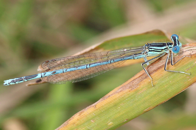 Platycnemis pennipes ♂, D03.1 Bebra, Kiesgruben Nr. 1, 23.08.13, A. Werner