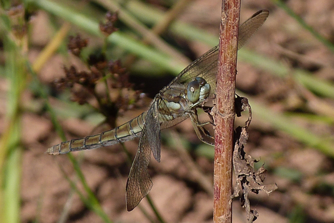 Orthetrum brunneum ♀, J06 Hattenbach (Kleingewässer ehemalige Tongrube), 16.08.13-2, G. Koska