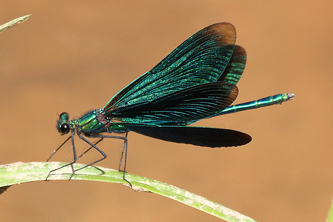 Calopteryx virgo ♂ , F12 Biedebach, Hauksbach, 29.05.12, A. Werner