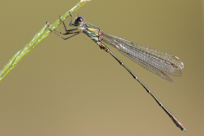 Lestes viridis ♂, F06 Meckbach, Fuldasumpfwiesen, 08.09.12, A. Werner