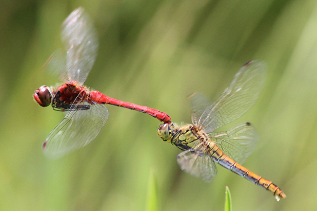 Sympetrum sanguineum Paar Eiablage, F05 Meckbach, Die Nassen Wiesen (Quellsumpf), 09.08.13-1, A. Werner