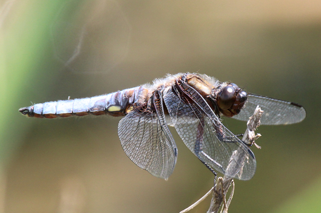 Libellula depressa ♂, NSG Ulfewiesen bei Weiterode (Weiher), 24.05.11, A. Werner