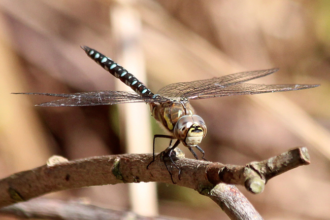 Aeshna mixta ♂, D03 Bebra, Großer Kiessee, 01.10.12, A. Werner