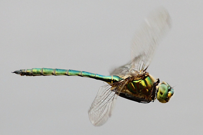 Somatochlora metallica ♂, D05 Blankenheim Fuldaaue (Seitengerinne), 27.06.12, A. Werner