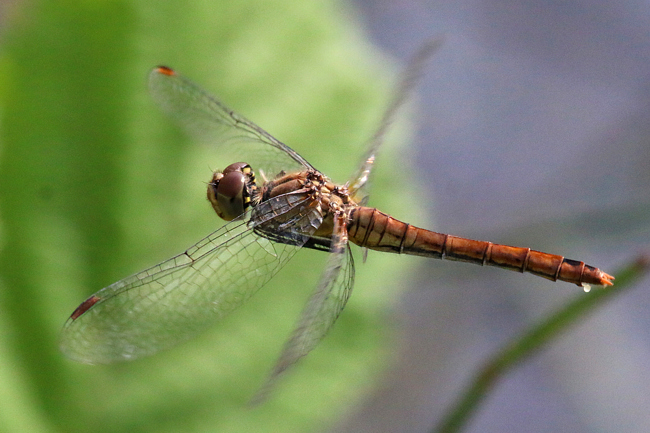 Sympetrum sanguineum ♀, Eiablage, D08 Breitenbach, Der Heilige Rain, 16.09.14, A. Werner