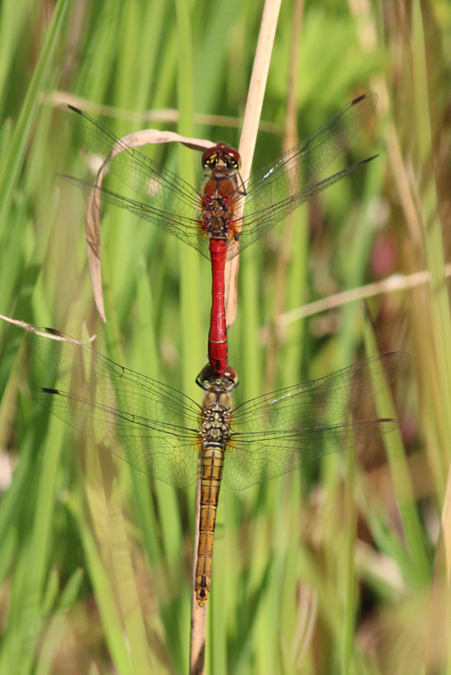 Sympetrum sanguineum Paar, F05 Meckbach, Die Nassen Wiesen (Quellsumpf), 20.07.13, A. Werner