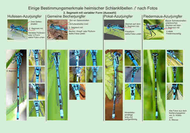 Bestimmung Schlanklibellen3