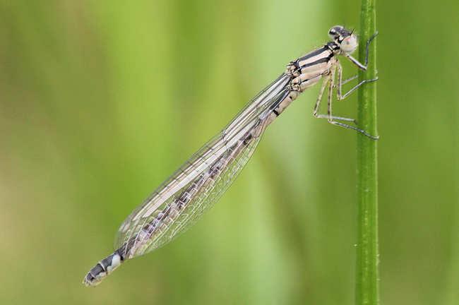 Enallagma cyathigerum ♀, jung, D02 Bebra, Fuldaaue (gestaltetes Kleingewässer), 15.05.13, A. Werner