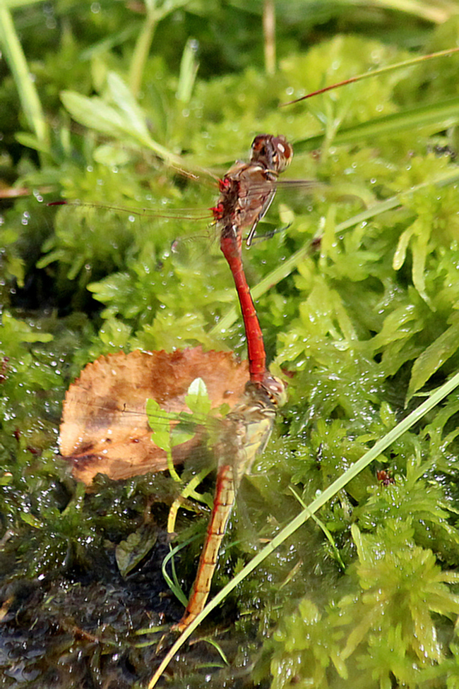 Sympetrum vulgatum Paar Eiablage, O01 NSG Moor bei Wehrda, 22.08.13-2, A. Werner