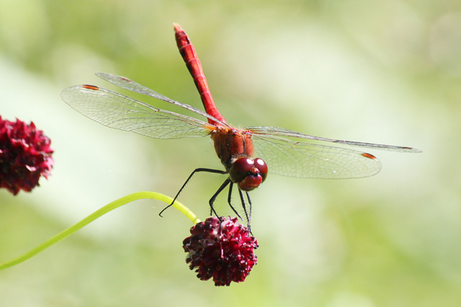 Sympetrum sanguineum ♂, F10 Rohrbach Rodersgraben (Teich und Fischteich), 05.09.13, A. Werner