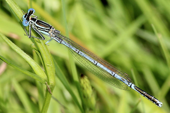 Platycnemis pennipes ♂, D21 Lüdersdorf, Lehmbachtal (Fischteiche), 30.05.12, A. Werner