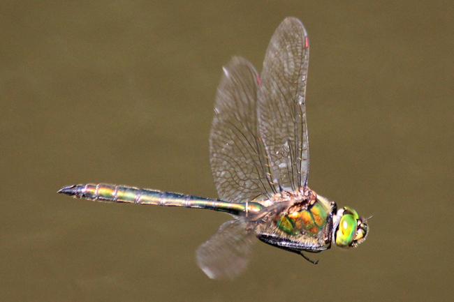 Somatochlora metallica ♂ , D18 Weiterode Rallenteich im Nausisgrund, 31.07.12, A. Werner