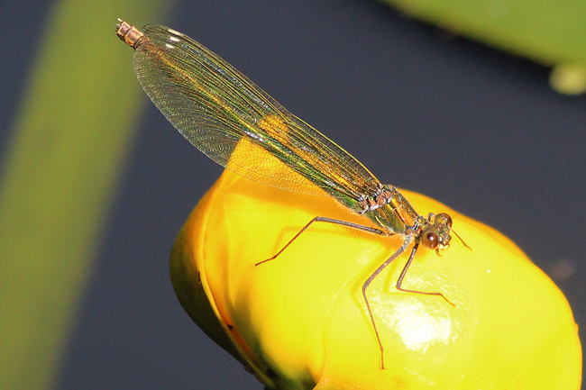 Calopteryx splendens ♀, I04 NSG Alte Fulda Bei Asbach, 18.06.12, A. Werner