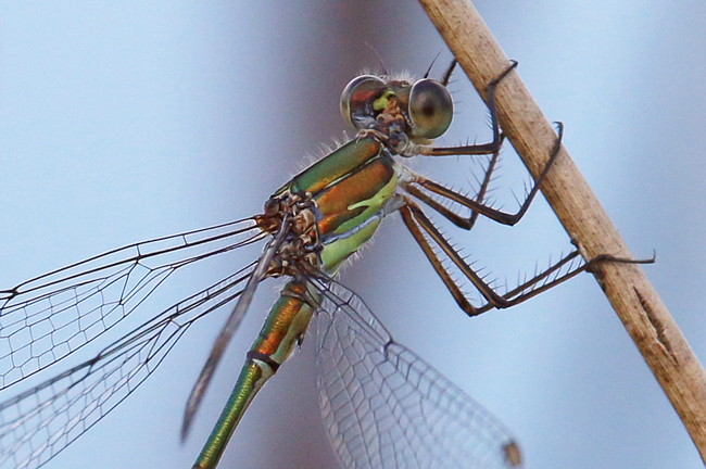 Lestes viridis ♂ Kopf, F06 Meckbach, Fuldasumpfwiesen, 27.08.14, A. Werner