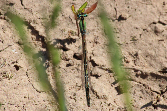 Ischnura pumilio ♀, D02 Bebra, Fuldaaue, (gestaltete Kleingewässer), 26.05.12, A. Werner